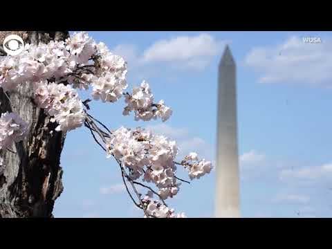 Cherry blossoms reach peak bloom in Washington, D.C.