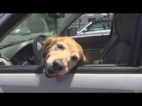 Unhoused people's pets receive free vet services in Oceanside