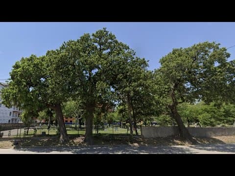 Historic Montrose trees to remain in place thanks to landmark designation