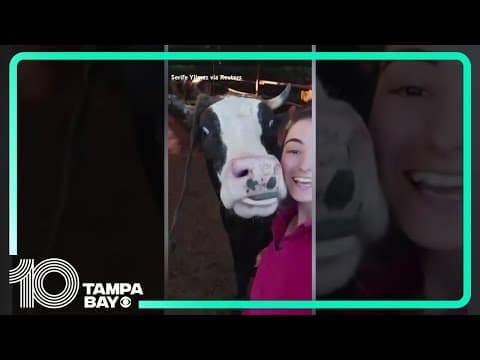 Cow hilariously runs over to take selfie with farmer
