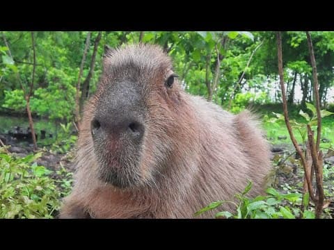 Audubon Zoo announces passing of beloved capybara, Brain