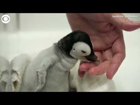 Rare baby emperor penguin hatches in San Diego