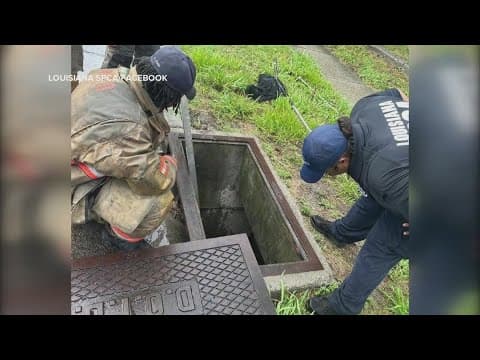 Kitten rescued from 10-foot drain in Algiers