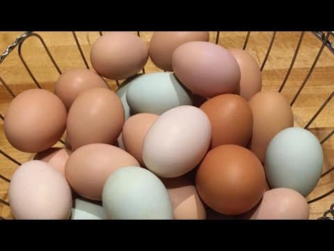 Egg prices force local restaurant to adapt. Will more follow?