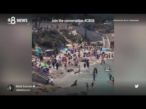 'People have to get out of the way': La Jolla Cove sea lions chasing each other in viral video