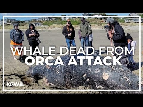 Coquille Tribe holds harvesting ceremony after beached whale on southern Oregon coast