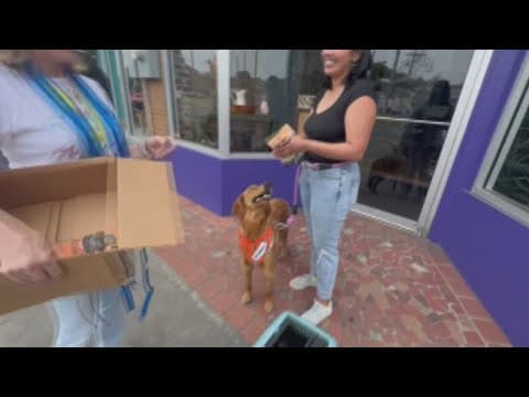 Inner Pup clinic provides free help for pets and owners in New Orleans