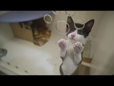 Differences between pet insurances and how to make your decision