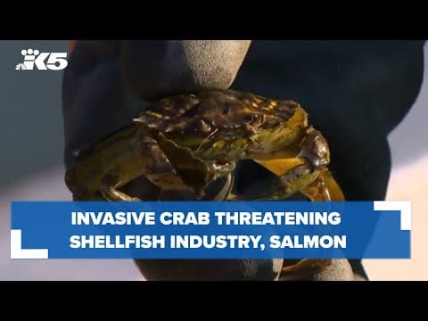 Invasive crab threatening shellfish industry, salmon