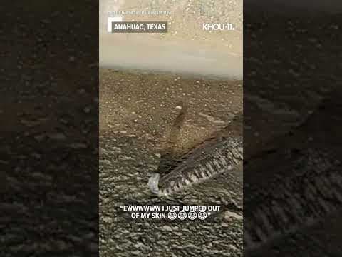 ‘Sooooo creepy’ | Social media reacts to video of creepy crawler at Texas wildlife refuge #shorts