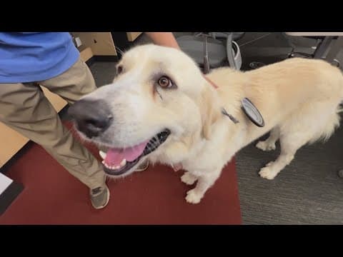 Researchers study the language of dogs