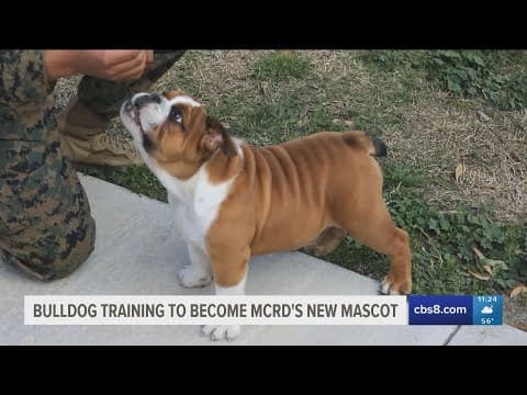 Bruno the bulldog, MCRD's  mascot trainee