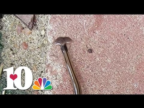 Slimy, non-native hammerhead worms may appear in Tennessee gardens — posing a threat to earthworms