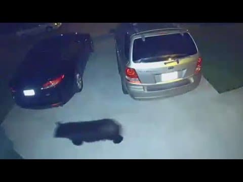 First bear sighting confirmed in Franklin County since 2004