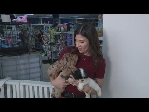 Stolen puppies returned to Houston pet store