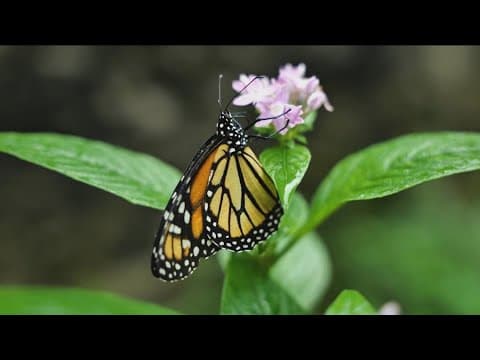 Thousands take part in International Monarch Blitz