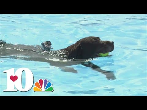 Keeping pets safe around the water