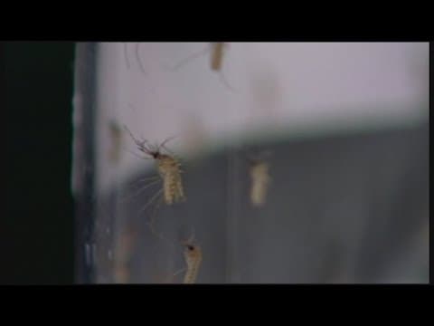 Colorado reports first West Nile virus death of 2025
