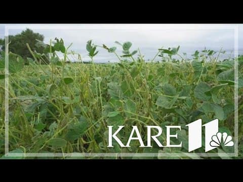 Recent storms bring setbacks for some Minnesota farmers, hope for others