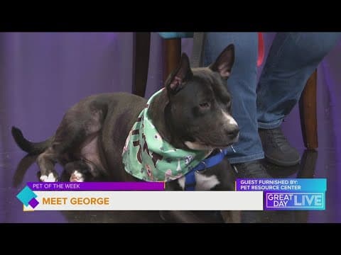 Pet of the Week: Let's get George adopted