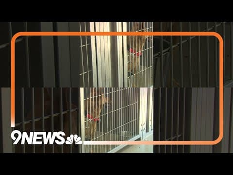 More cats and dogs are being euthanized at animal shelters