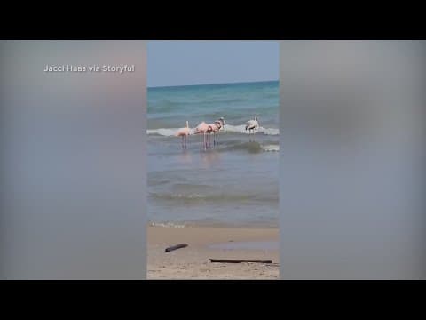 Flamboyance of flamingos spotted in Michigan after tropical storm pushes flock north