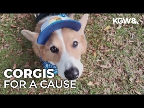 Crowd of corgis congregate for a good cause in Northwest Portland park