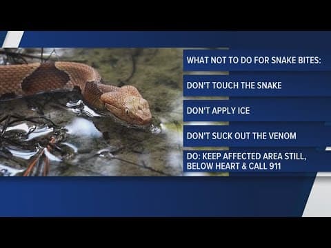 Experts warn of snake encounters as temperatures heat up