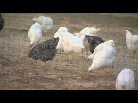 Researchers believe some cases of bird flu are going undetected