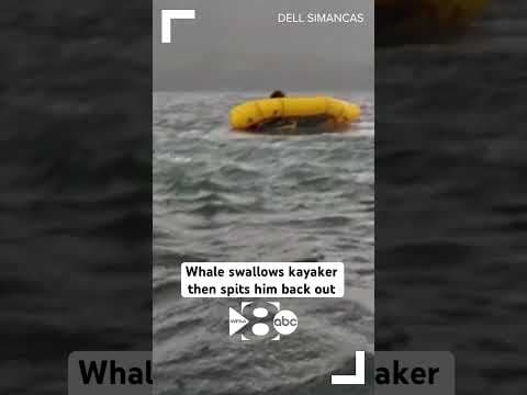 Whale swallows kayaker in Chile, then spits him back out