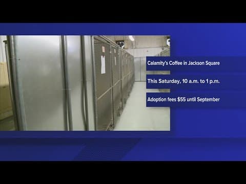 Looking for a furry new friend? Check out this adoption event at Calamity's Coffee