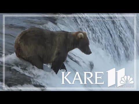 Fat Bear Week underway after dramatic delay