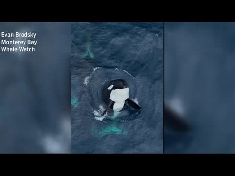 Rare video shows pod of 30 killer whales playing off California coast