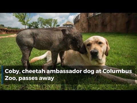 Coby, cheetah ambassador dog at Columbus Zoo, passes away
