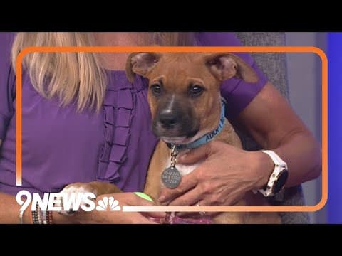 Petline 9: 3-month-old Slurpee looking for forever home