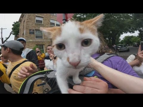 Minneapolis cat lovers congregate in the Wedge neighborhood