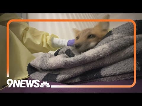 Red fox survives after being shot through neck with arrow