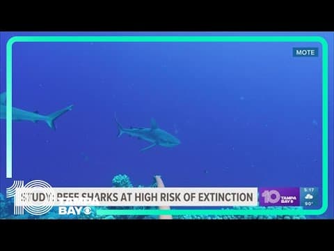 Study: Reef sharks at high risk of extinction