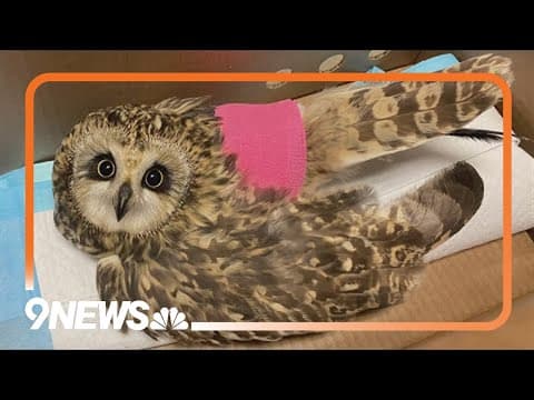 Injured owl left on doorstep of vet clinic in Bennett