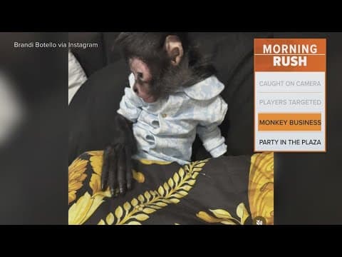 Dallas influencer's monkey was returned despite illegal status