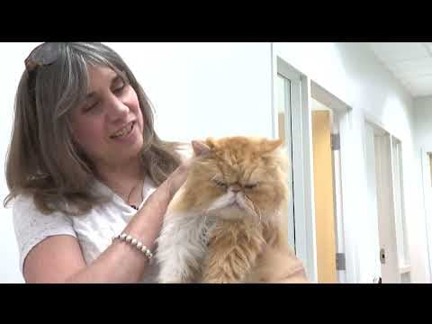 Surrendered, abandoned pets in Minnesota see 'dramatic uptick': Here's how you can help