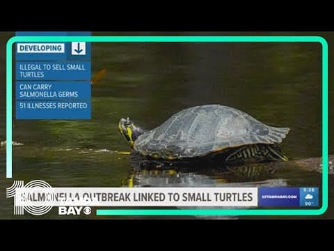Tiny turtles causing salmonella in young kids. Florida has the highest case number, CDC says