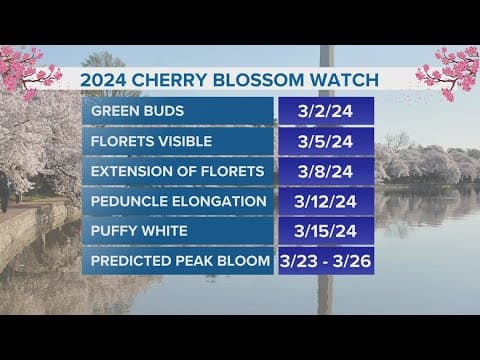 DC cherry blossoms are officially in stage 5