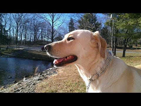 Summer heat and algae: A dangerous combo for your furry friends