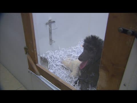 House bill that would void bans passed on puppy sales in Indy moves out of committee