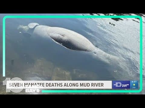 7th manatee found dead along Mud River in past four months