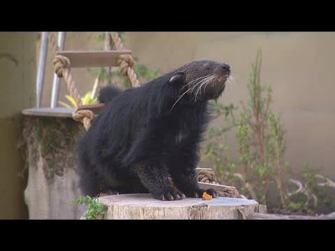 Zoo Day | Meet the binturongs