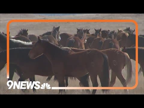 Cervi Ranch continues tradition of raising bucking horses for National Western Stock Show