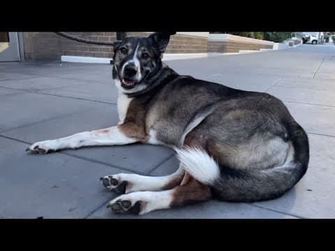 California 'no pet policies' could soon be in the dog house