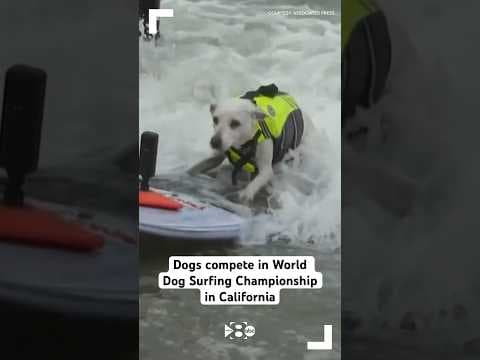 Dogs compete in 2024 World Dog Surfing Championship